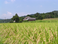 伊賀米の生産風景