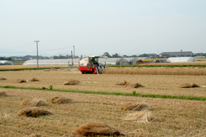 需要が高い県産小麦