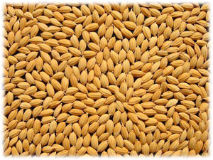 需要が高い県産小麦