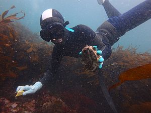 アワビを漁獲する海女