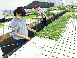 障がい者による水耕野菜の植付け作業の様子