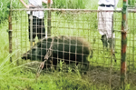 イノシシの捕獲の様子