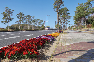 県庁前の街路樹等