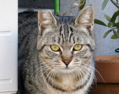 手術後に耳先をカットした猫