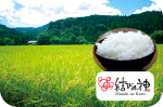 県産ブランド米「結びの神」
