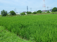 交野市内の農地