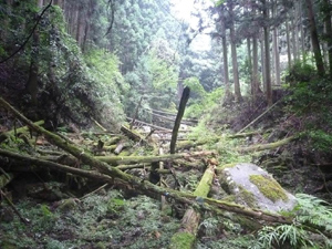 災害緩衝林整前