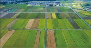 区画化された農地