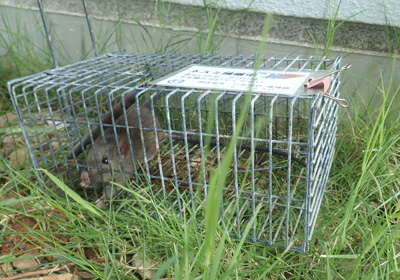 野ネズミ